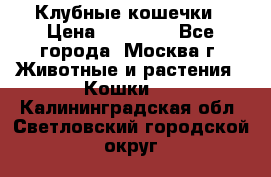 Клубные кошечки › Цена ­ 10 000 - Все города, Москва г. Животные и растения » Кошки   . Калининградская обл.,Светловский городской округ 